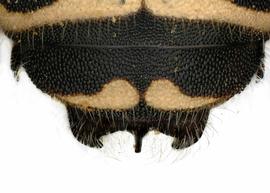   Anthidium psoraleae  male, dorsal view of seventh tergum (T7), photo: Jeni Sidwell 
